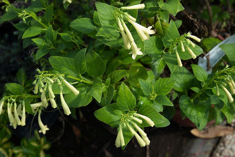 File:1024px-Phygelius Yellow Trumpet A.jpg