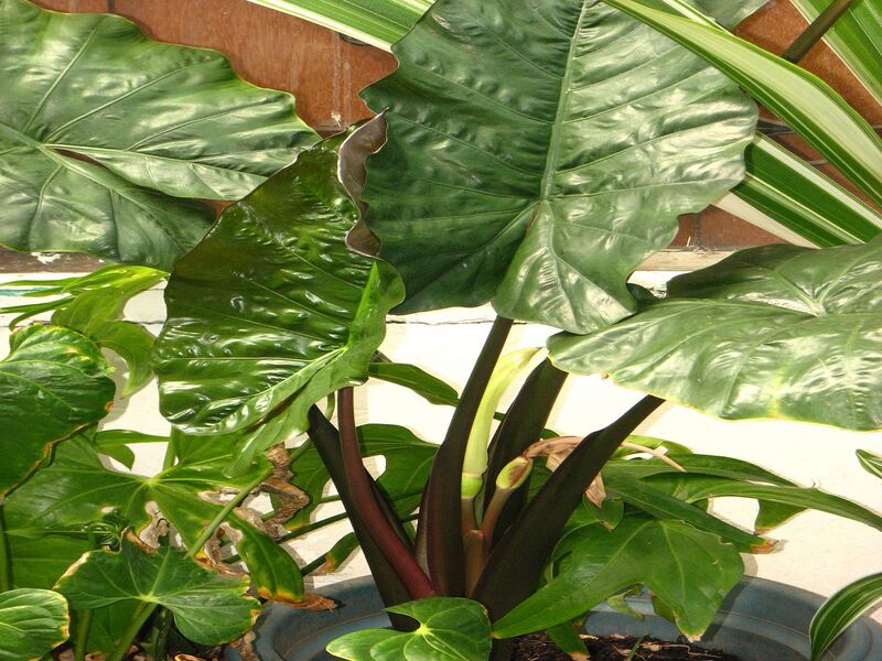 File:1280px-Alocasia plumbea.JPG
