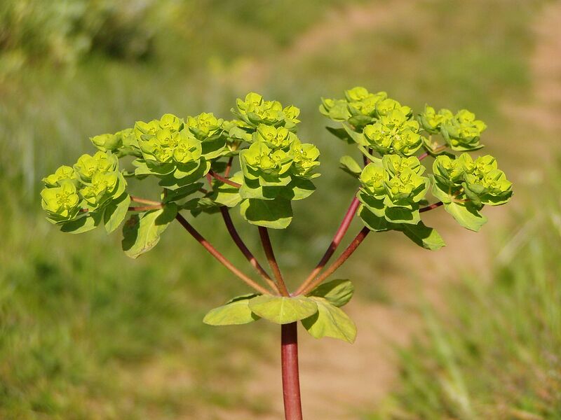 File:1280px-Euphorbia peplus flowers.jpg