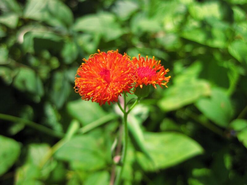 File:1280px-IMG 0159 nybg09.jpg