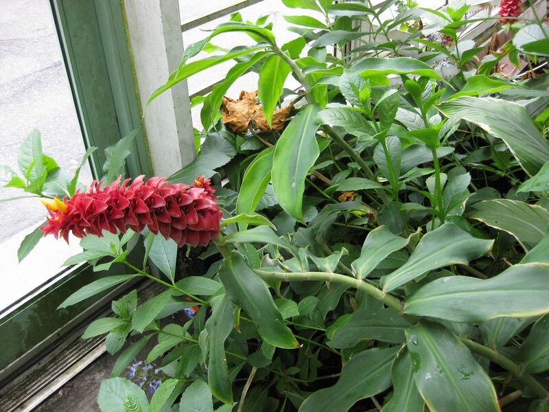 File:1280px-IMG 1173 bbg09.jpg