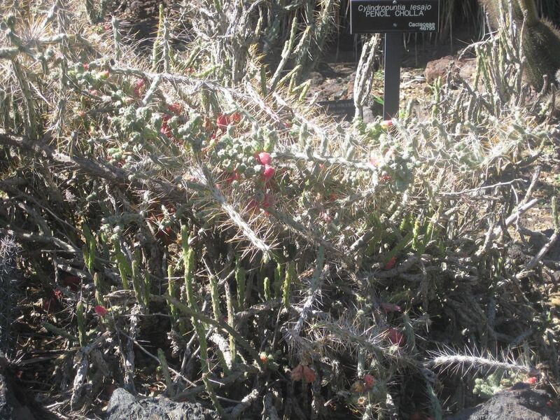 File:1280px-IMG 2415 hunt0903.jpg