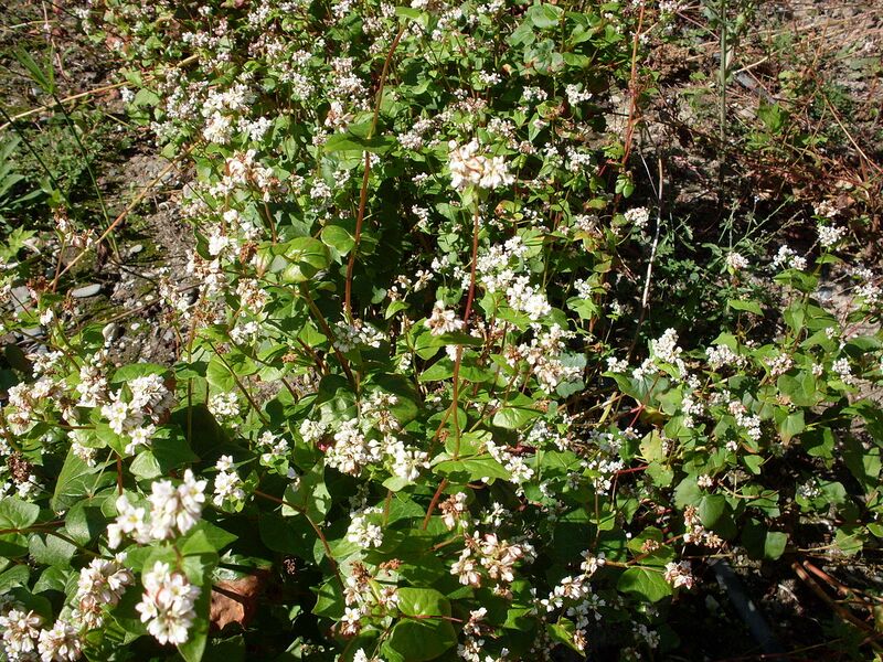 File:1280px-Sarrasin 02.JPG