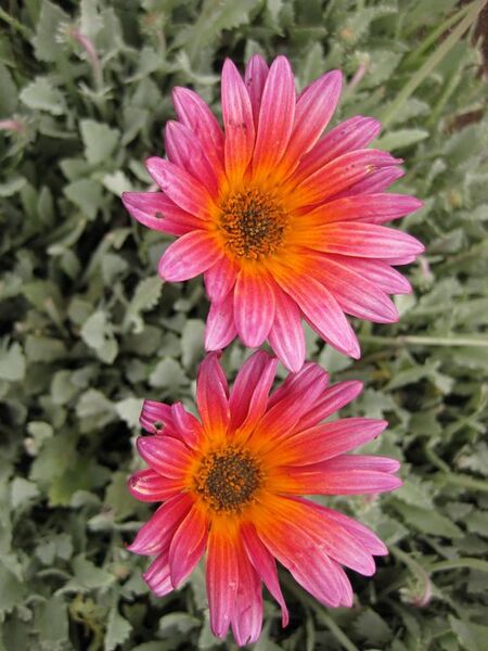 File:576px-IMG 6855 hunt09jun.jpg