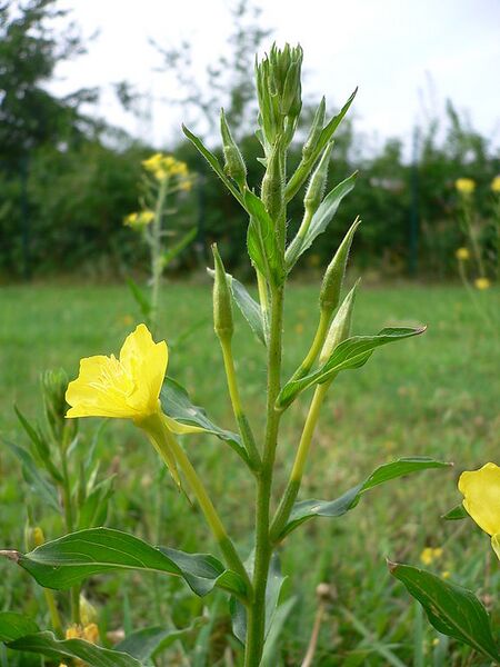 File:576px-Oenothera biennis 20050825 945.jpg