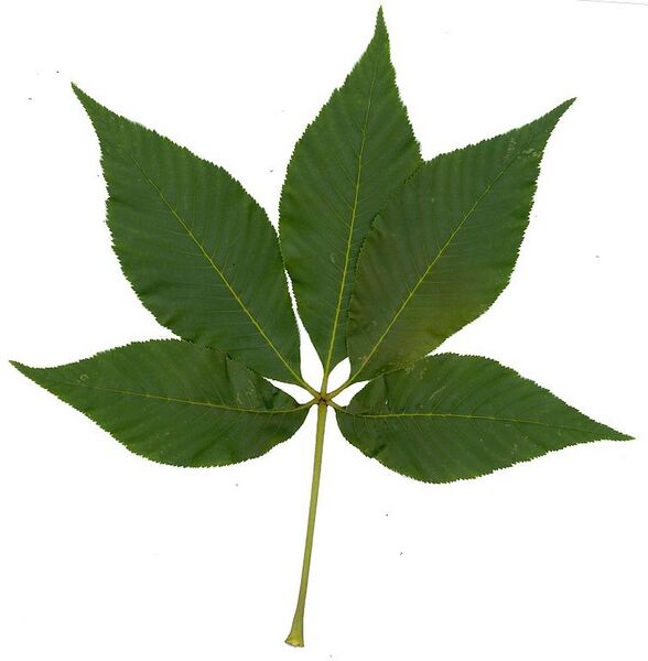 File:753px-Aesculus flava-leaf.jpg