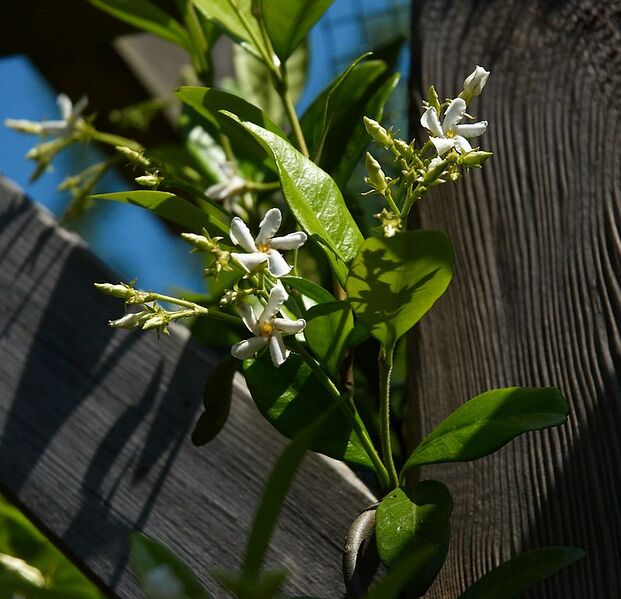 File:796px-Trachelospermum jasminoides B.jpg