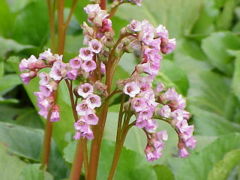 Bergenia stracheyi