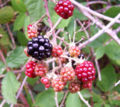 Ripening blackberry fruit