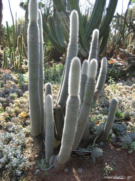 File:Cleistocactus strausii-IMG 0418 hunt07.jpg