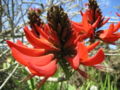 Thumbnail for version as of 05:07, 11 November 2007