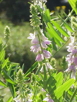 Galega officinalis flowers