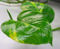Thumbnail for version as of 14:25, 6 May 2007
