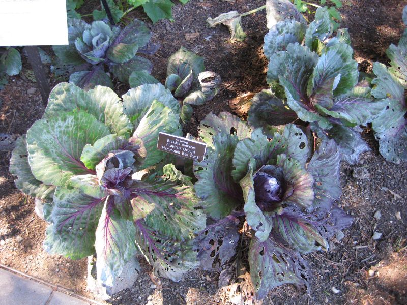 File:IMG 0380 nybg09.jpg