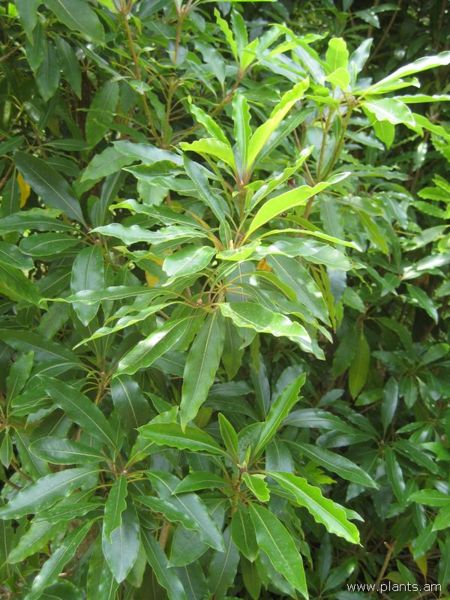 File:Pittosporum undulatum-IMG 3209 lokrun.jpg