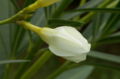 Flower bud of a white-flowered cultivar
