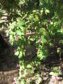 Salvia iodantha
