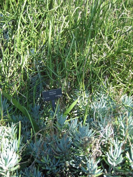File:Senecio ficoides-IMG 0336 hunt07.jpg