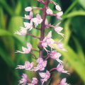 Stenoglottis longifolia