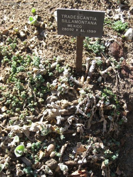 File:Tradescantia sillamontana-IMG 0410 hunt07.jpg