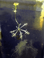 Thumbnail for version as of 17:18, 1 March 2009
