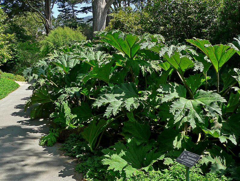 File:1020px-Gunnera tinctoria 6.jpg