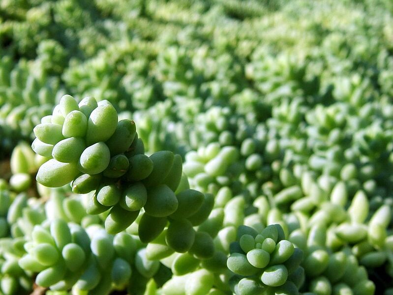File:1023px-Sedum burrito.jpg