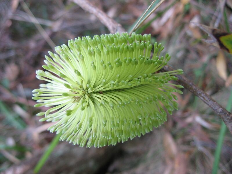 File:1024px-Banksia integrifolia subsp. monticola inflorescence.jpg