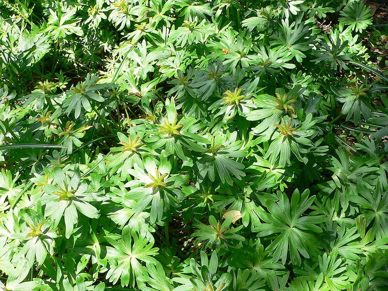 File:1024px-Eranthis hyemalis.jpg