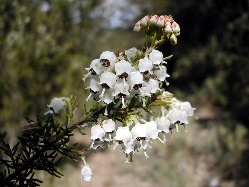 File:1024px-Erica arborea flors.jpg