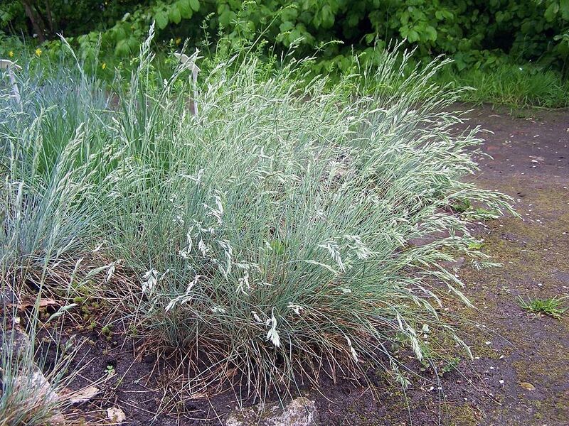 File:1024px-Festuca cinerea a1.jpg