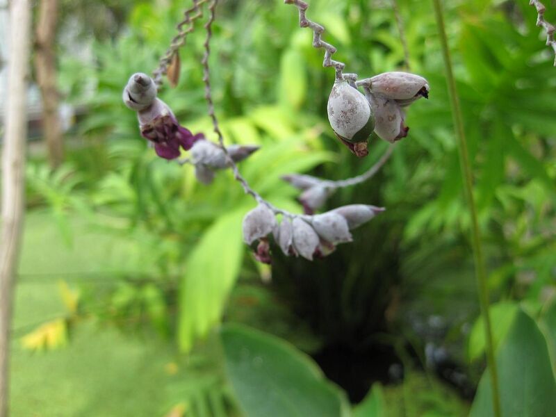 File:1280px-IMG 0997 bbg09.jpg