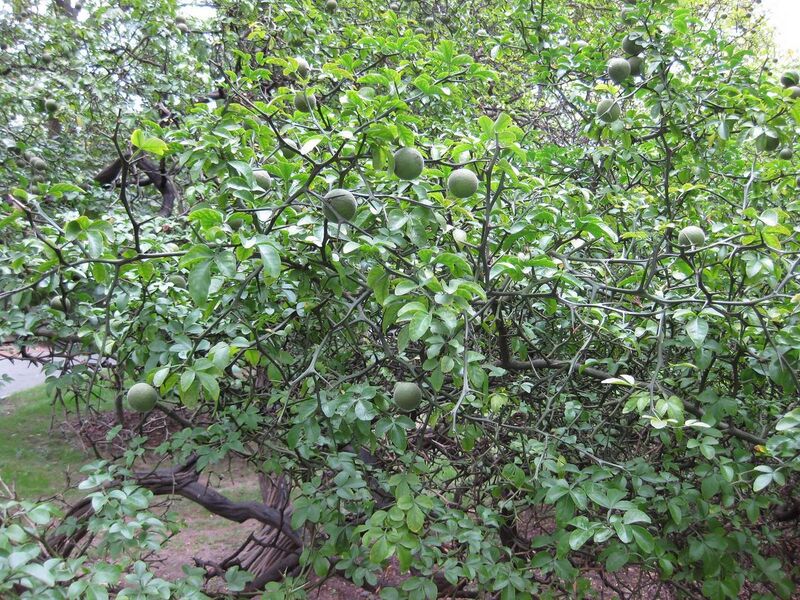 File:1280px-IMG 1322 bbg09.jpg