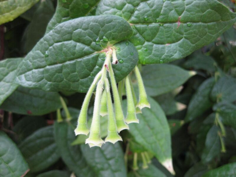 File:1280px-IMG 1828 hunt09oct.jpg