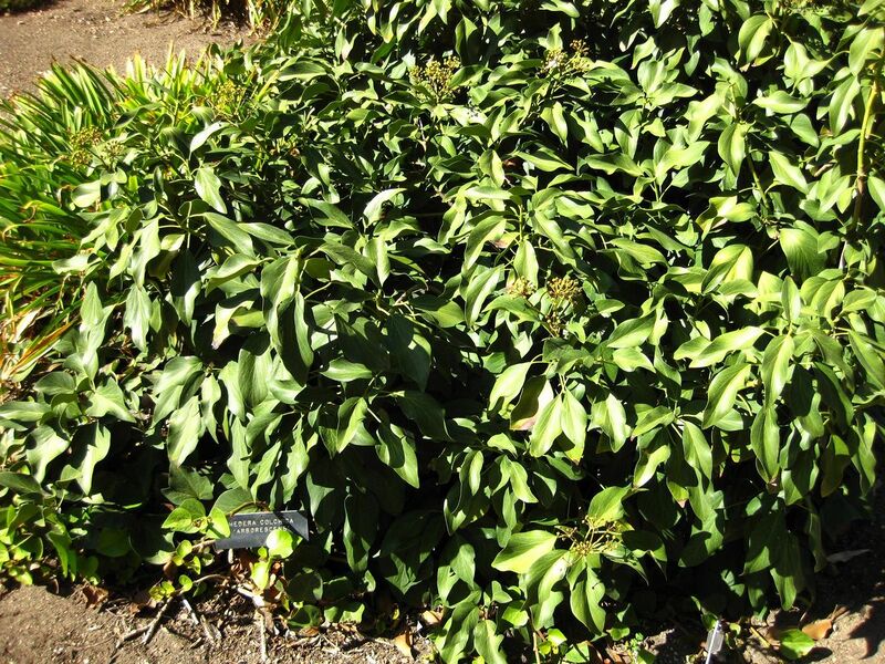 File:1280px-IMG 2081 hunt09oct.jpg