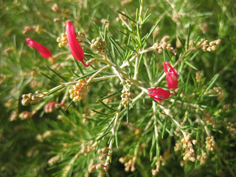 File:1280px-IMG 2315 ucla09.jpg