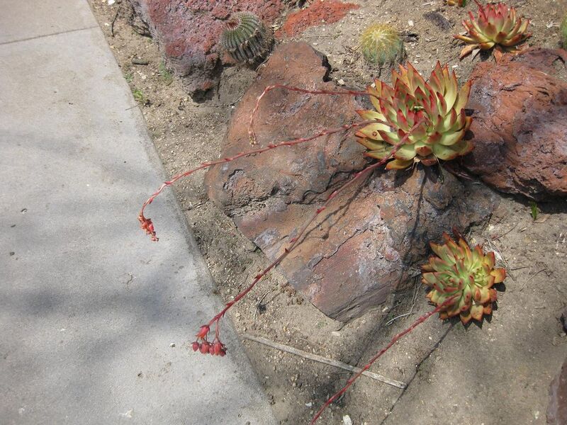 File:1280px-IMG 4242 hunt0904.jpg