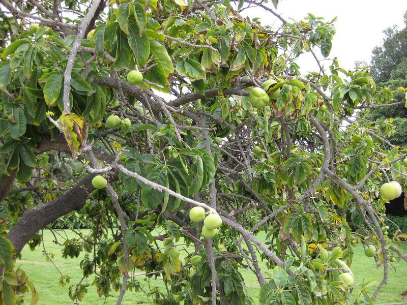 File:1280px-IMG 5367 hunt0904.jpg