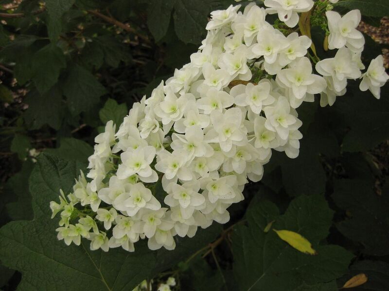 File:1280px-IMG 7285 hunt09jun.jpg