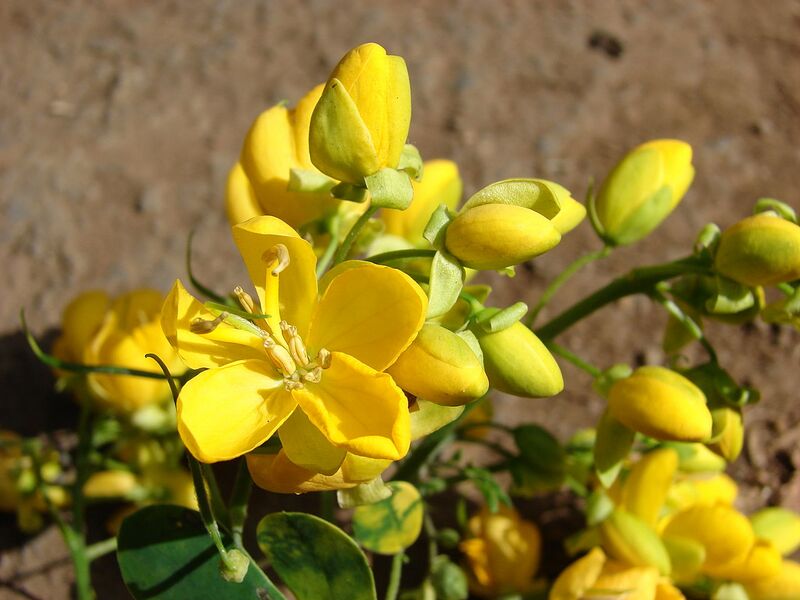 File:1280px-Starr 070111-3270 Senna pendula.jpg