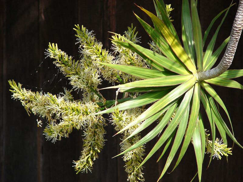 File:1280px-Starr 080417-4125 Dracaena marginata.jpg
