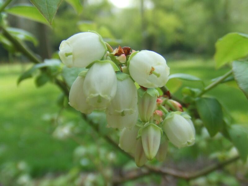 File:1280px-Vaccinium corymbosum.jpg