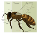Thumbnail for version as of 10:14, 29 April 2025