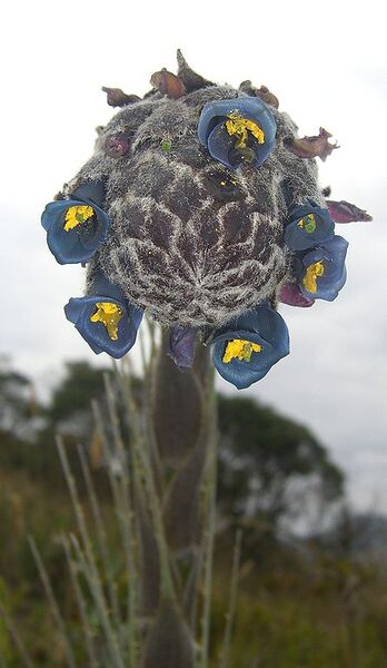 File:445px-Puya lineata (3).jpg