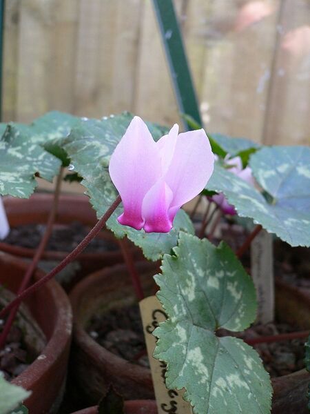 File:768px-Cyclamen rohlfsianum (flower).jpg