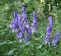 Aconitum Monkshood