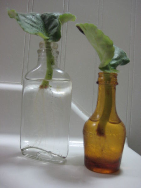 File:African Violets Rooting-6113.jpg