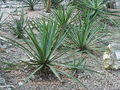 Agave lecheguilla