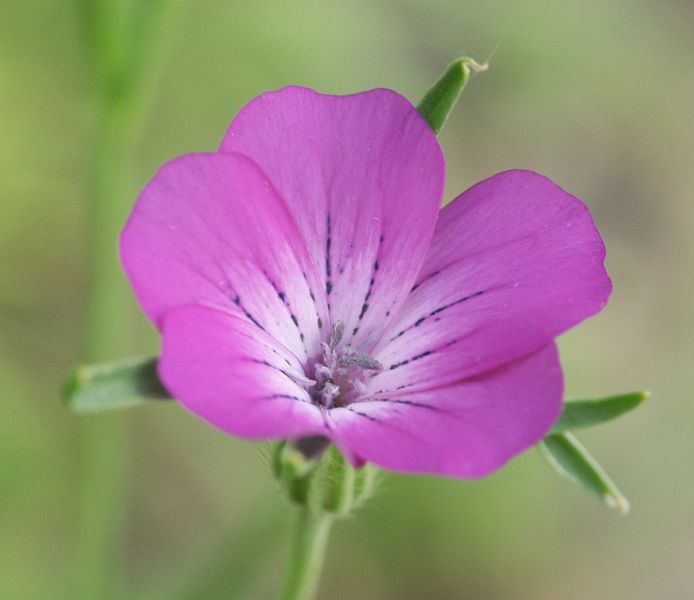 File:Agrostemma githago 120605.jpg