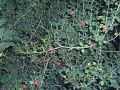Thumbnail for version as of 08:57, 6 September 2007